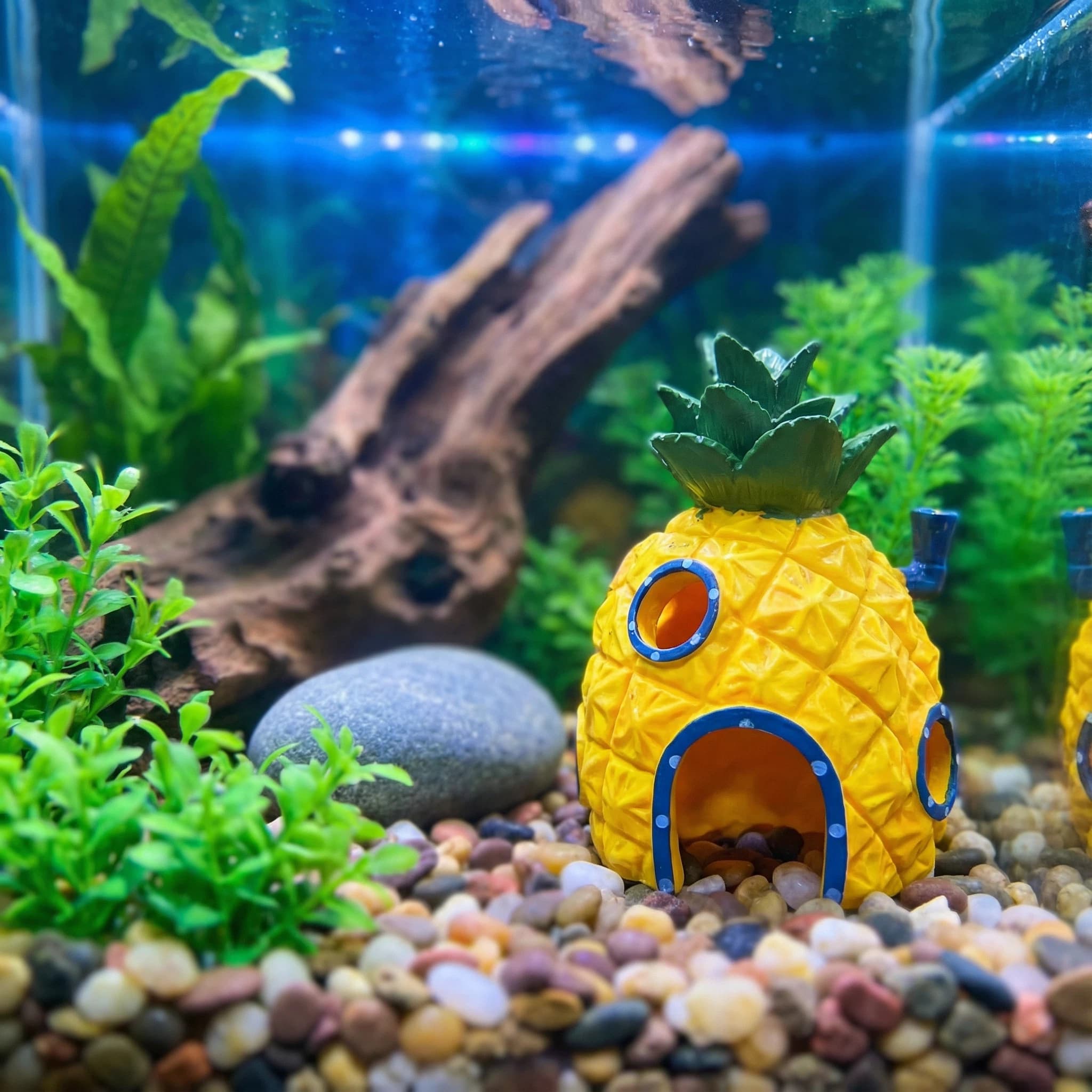 Aquarium Fish Betta - Ananas Huis Aquarium Decor, Milieuvriendelijke HuidigeH