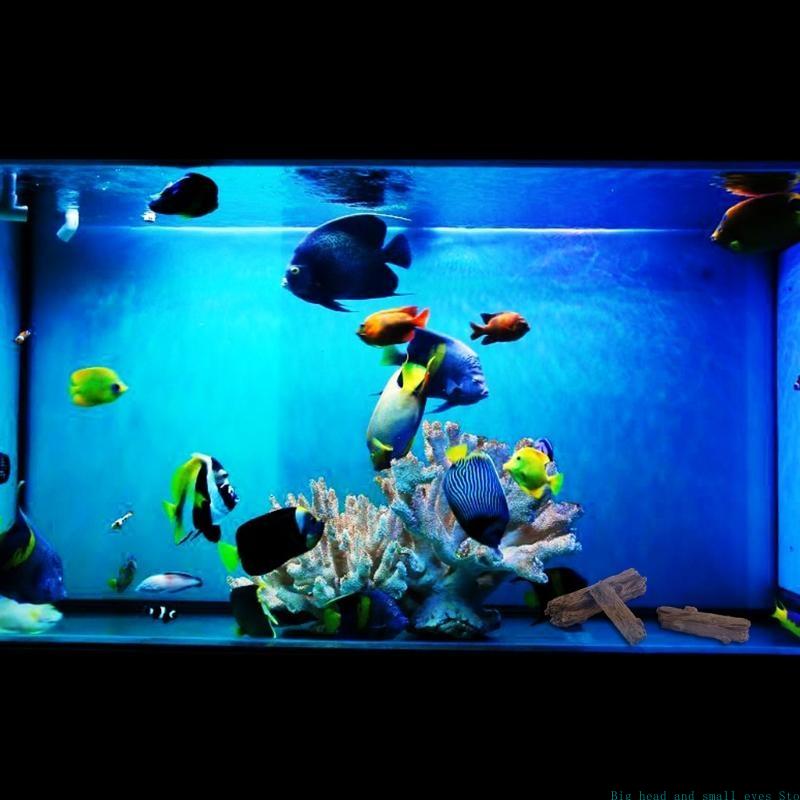 Aquarium Decoratie Boomstam Lo - Aquarium Fish Betta recensie en prijs