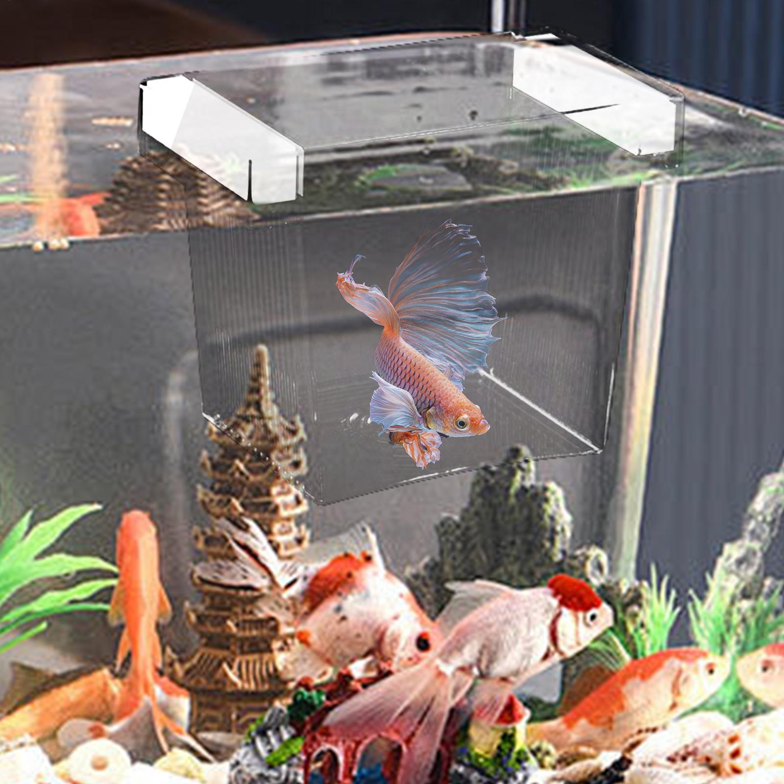 Drijvende viskweek isolatiebox - Aquarium Fish Betta recensie en prijs